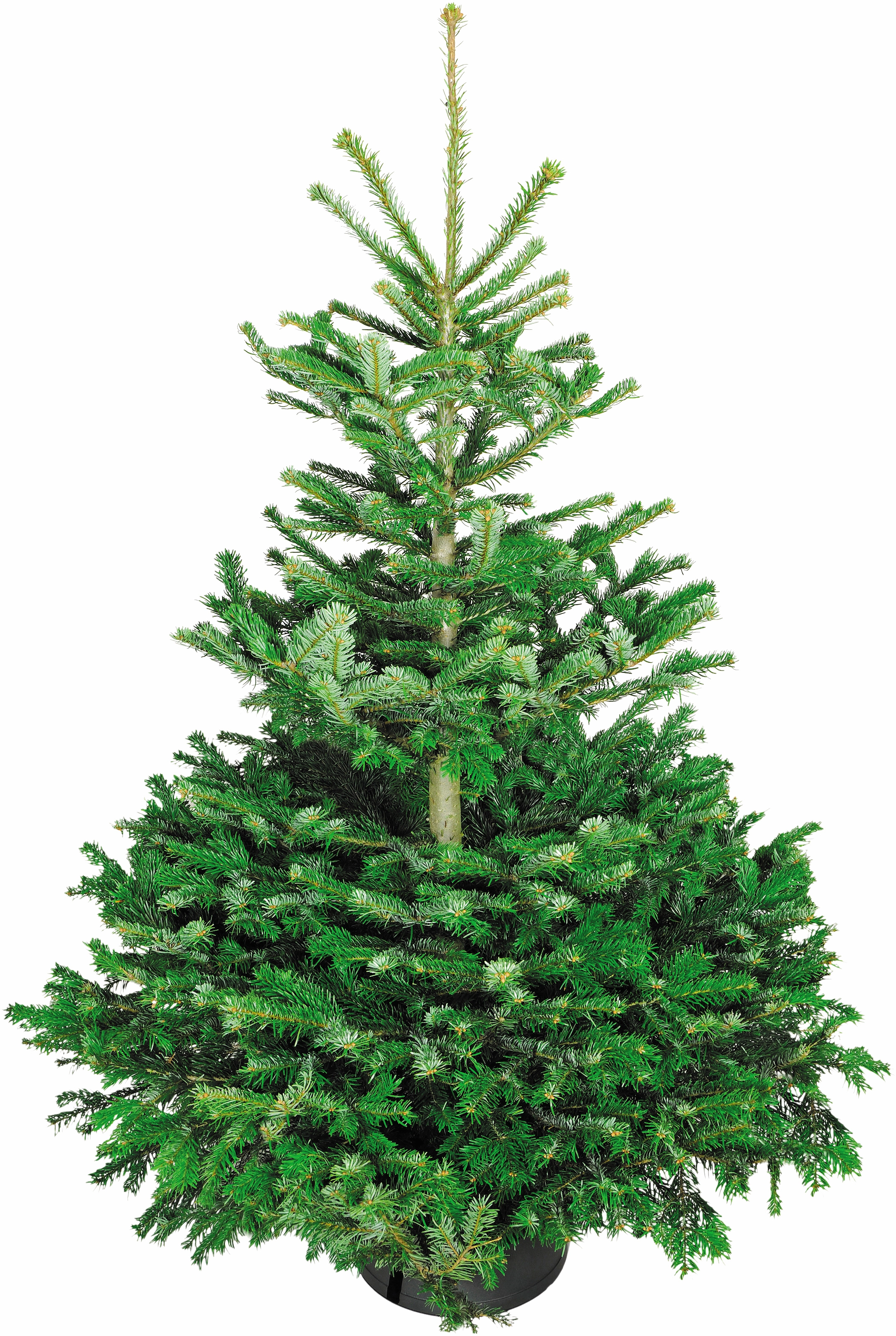 Weihnachtsbaum kaufen online OBI bei
